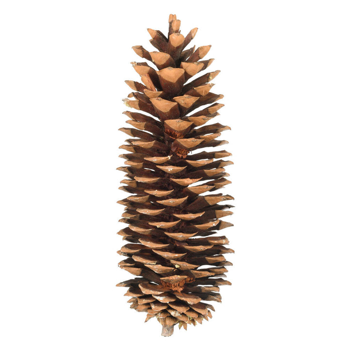 Vickerman 9.5"-10" Sugar Pinecone 7 Pack