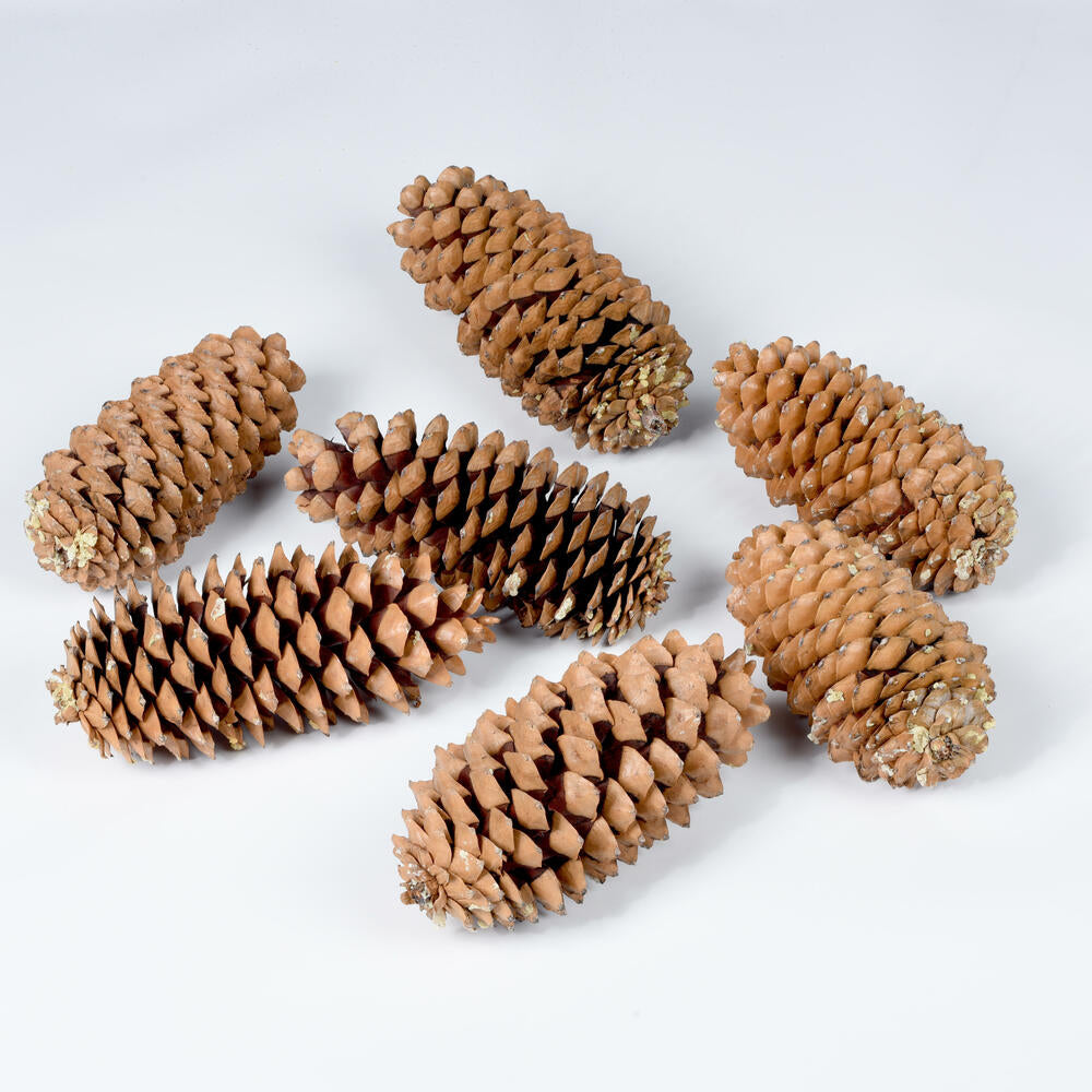 Vickerman 9.5"-10" Sugar Pinecone 7 Pack