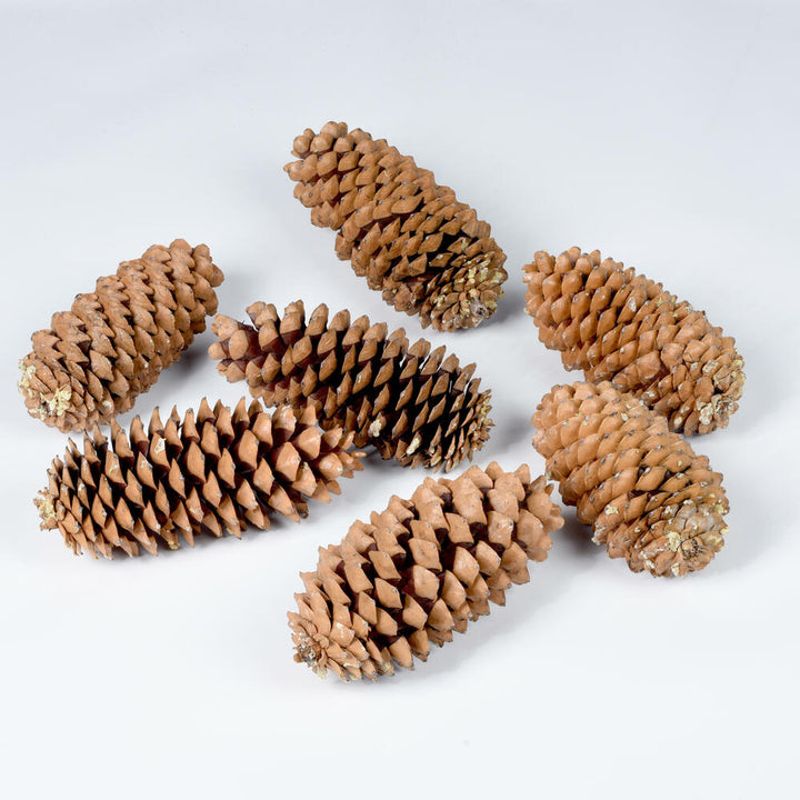 Vickerman 9.5"-10" Sugar Pinecone 7 Pack