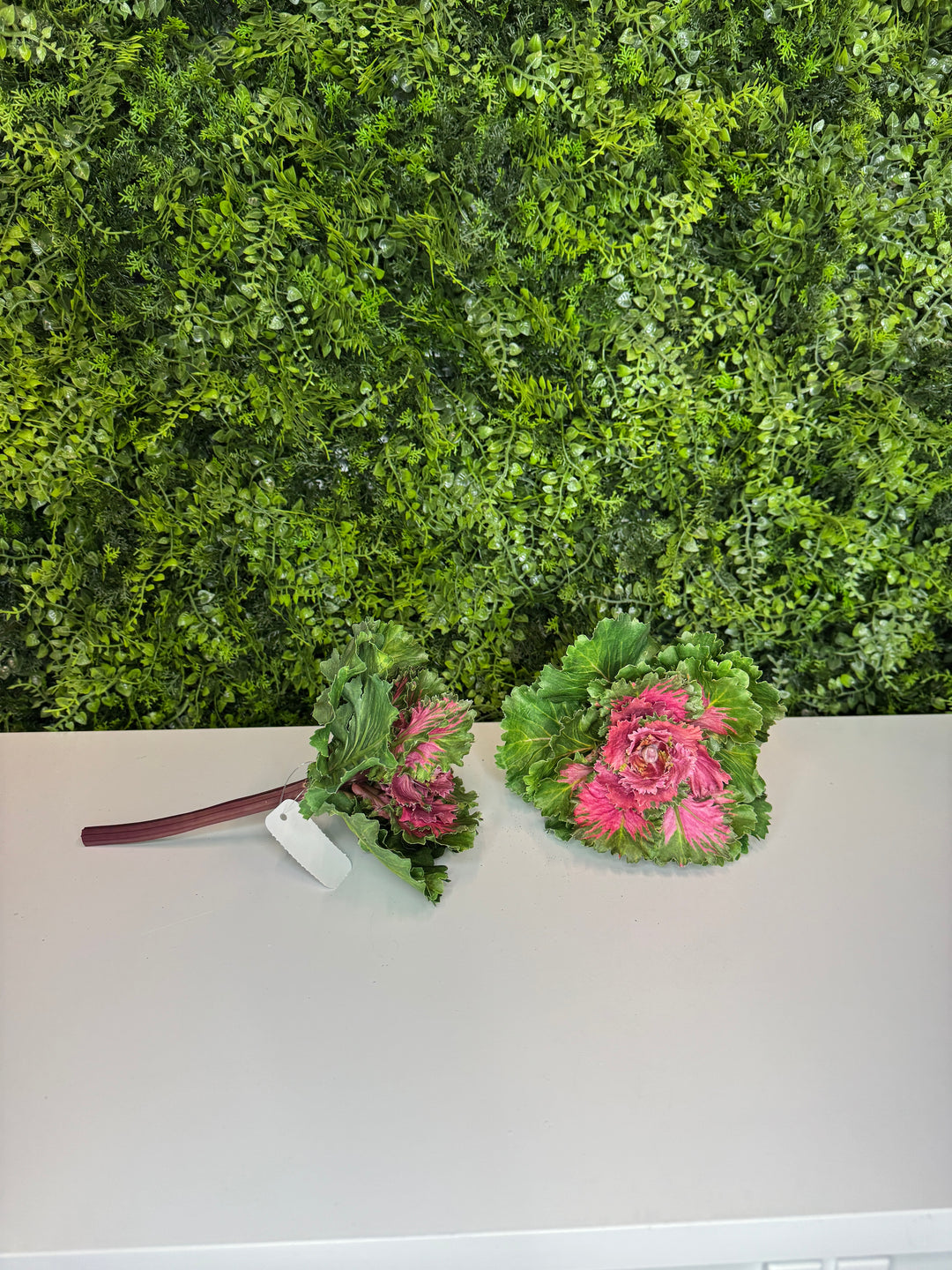 8" Pink and Green Kale - set of 2