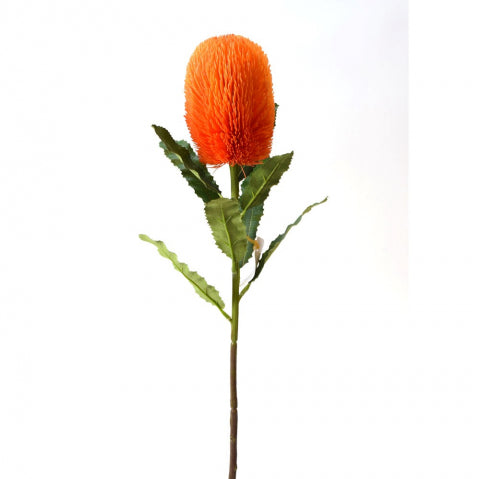 Direct Export 25.5" Banksia Stem in Orange