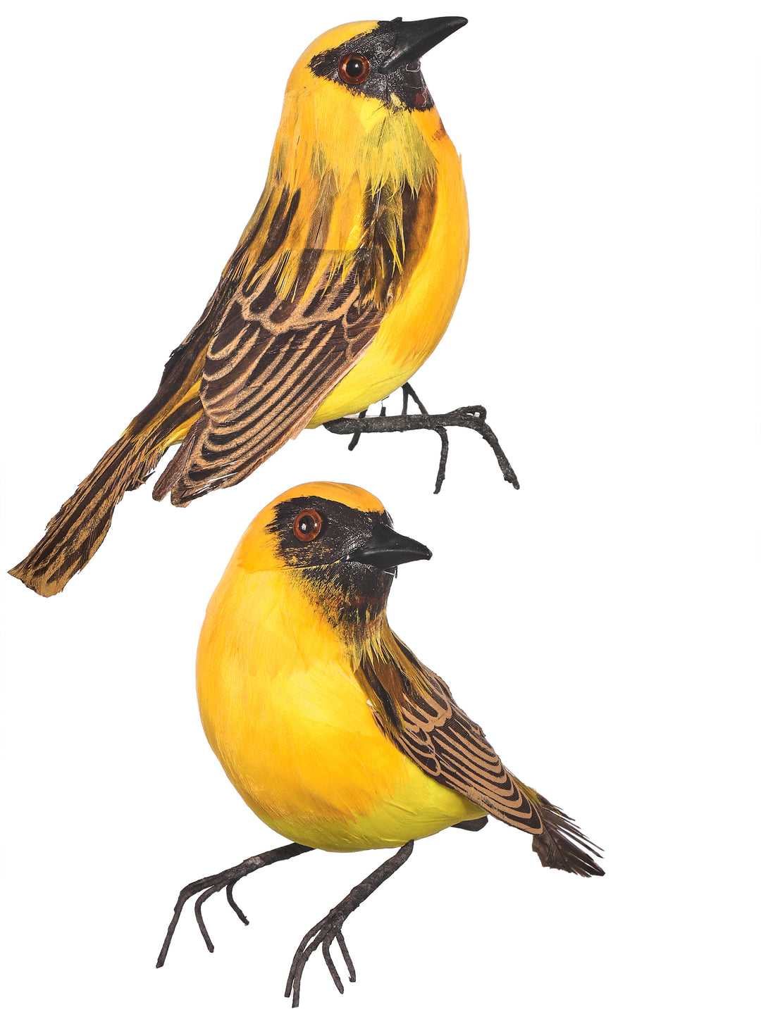 Regency 4" Feather Natural Bird in Yellow/Black - set of 2